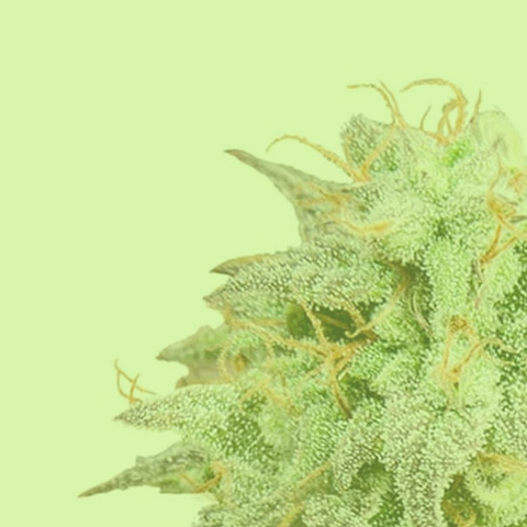 5+5 Free Seeds