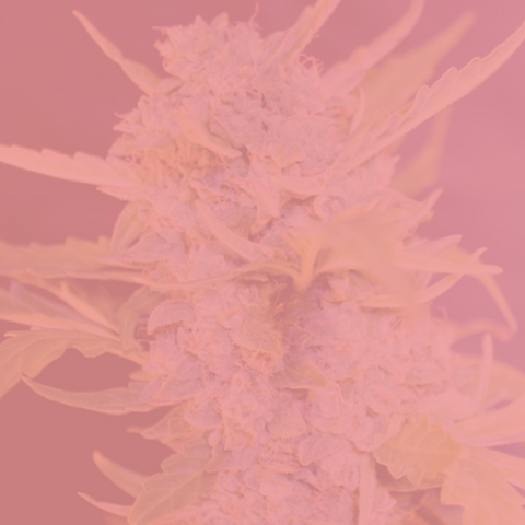 3+1, 5+2, 10+3 free seeds