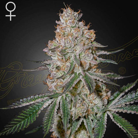 Highcloudz - Feminzed - Green House Seeds