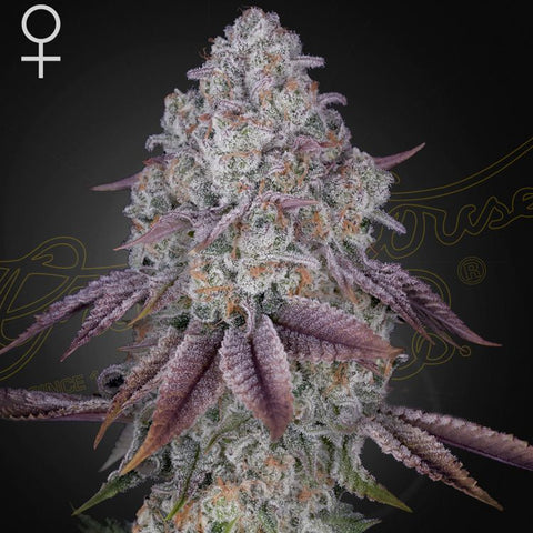 Persian Pie - Feminzed - Green House Seeds