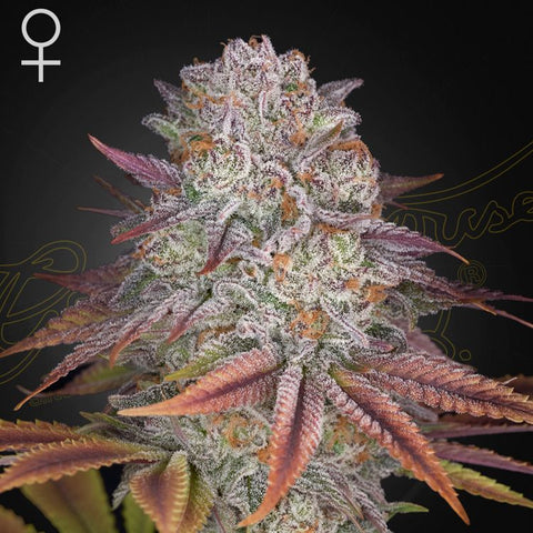 Pulp Friction - Feminzed - Green House Seeds