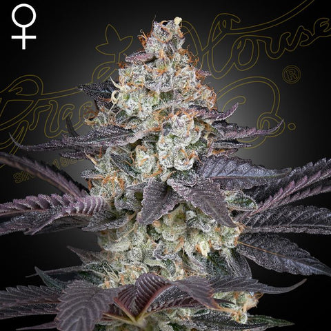 Ztrawberry - Feminzed - Green House Seeds