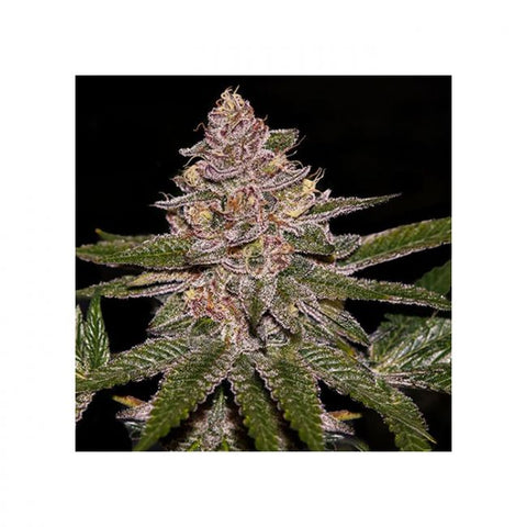 Radical Juice Feminised Seeds