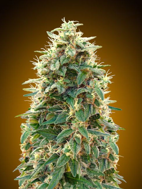 00 Cheese Auto Feminised Seeds