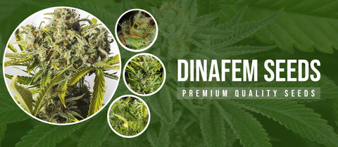 Dinafem Seeds