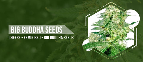 Big Buddha Seeds