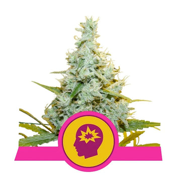 AMG - Feminzed - Royal Queen Seeds