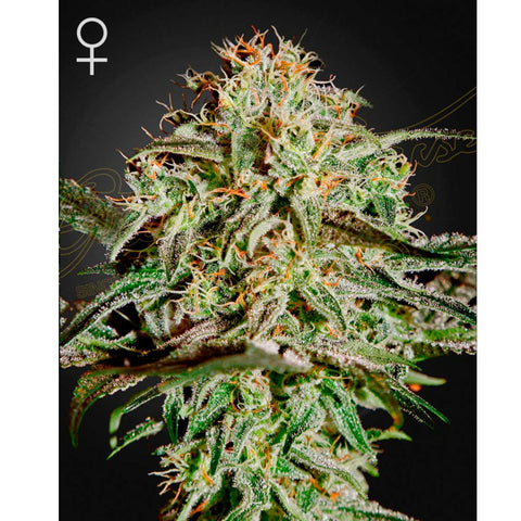 AMS - Feminzed - Green House Seeds