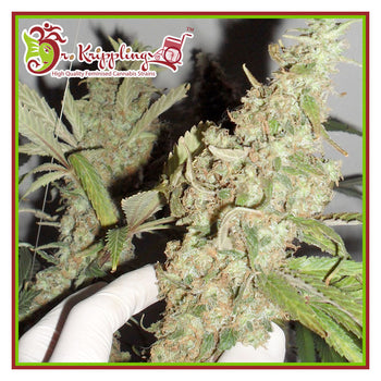 Afghan Cow - Feminised - Dr Krippling Seeds