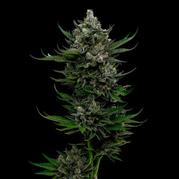 All Gas OG - Feminzed - Humboldt Seed Company Seeds