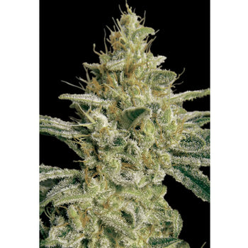 Allkush - Feminzed - Paradise Seeds