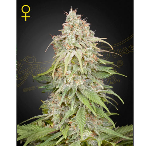 Amnesia - Feminzed - Green House Seeds