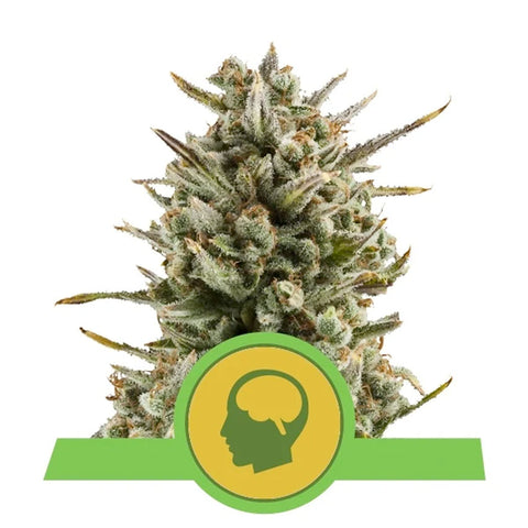Amnesia Haze Automatic - Feminzed & Autoflowering - Royal Queen Seeds