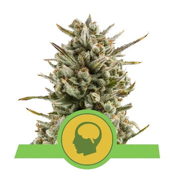 Amnesia Haze Automatic - Feminzed & Autoflowering - Royal Queen Seeds