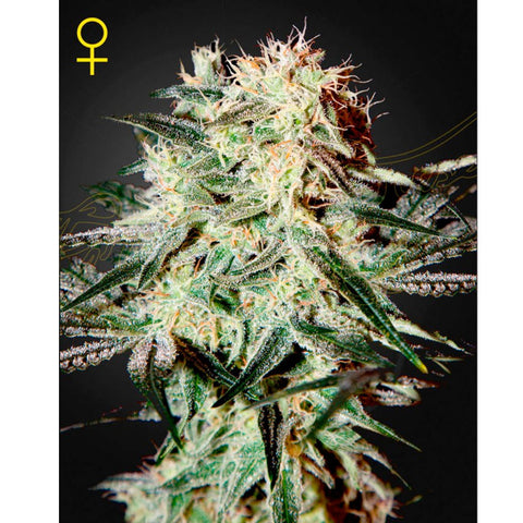 Arjan's Strawberry Haze - Feminzed - Green House Seeds