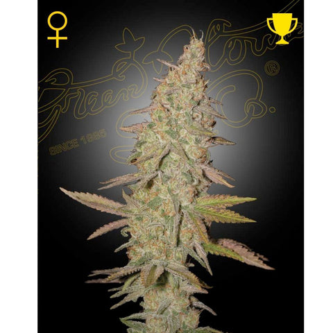 Arjan's Ultra Haze #1 - Feminzed - Green House Seeds