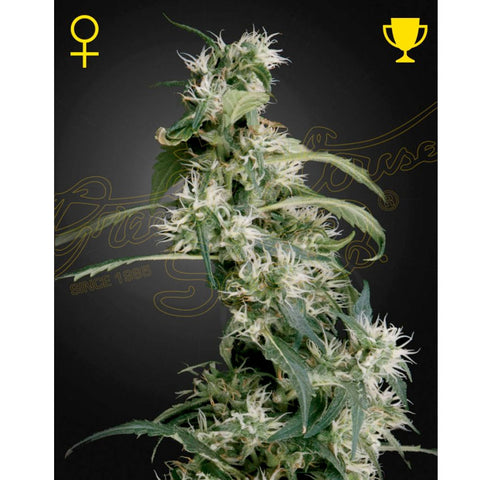 Arjan's Ultra Haze #2 - Feminzed - Green House Seeds