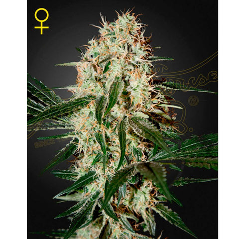 Arjan's Haze #3 - Feminzed - Green House Seeds