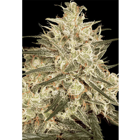 Atomical Haze - Feminzed - Paradise Seeds