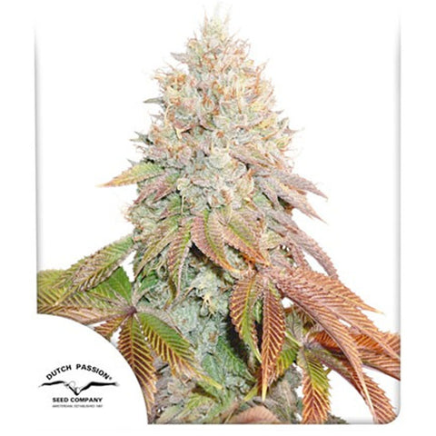 Auto Banana Blaze - Feminzed & Autoflowering - Dutch Passion Seeds