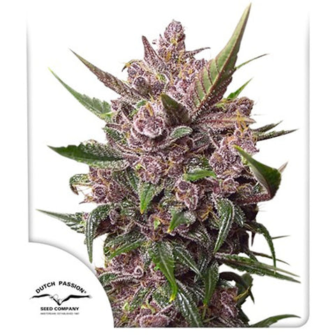 Auto Blackberry Kush - Feminzed & Autoflowering - Dutch Passion Seeds