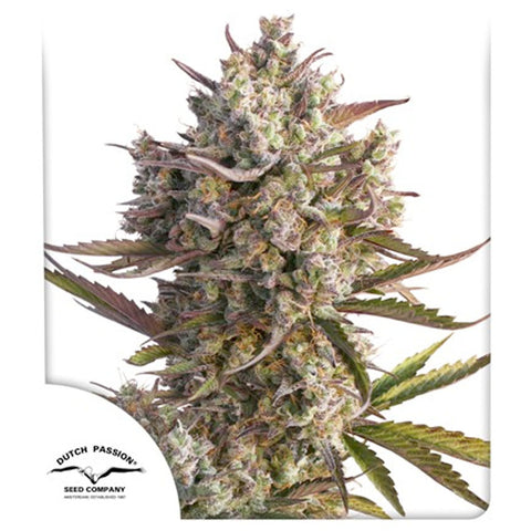 Auto Blueberry - Feminzed & Autoflowering - Dutch Passion Seeds