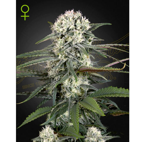 Auto Bomb - Feminzed - Green House Seeds
