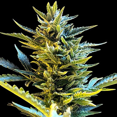 Auto Bride Cake - Feminized & Autoflowering - G13 Labs Seeds