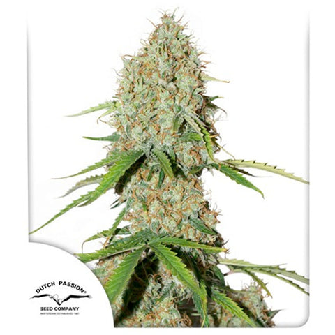 Auto Brooklyn Sunrise - Feminzed & Autoflowering - Dutch Passion Seeds
