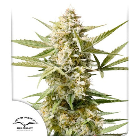 Auto Cinderella Jack - Feminzed & Autoflowering - Dutch Passion Seeds