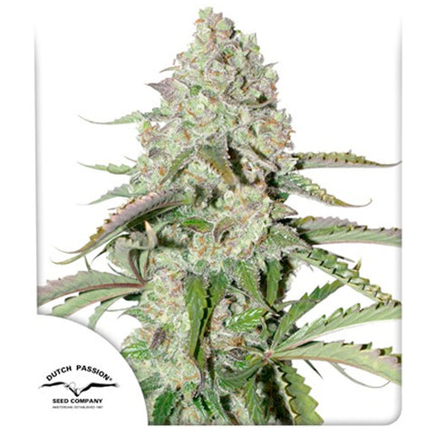 Auto Colorado Cookies - Feminzed & Autoflowering - Dutch Passion Seeds