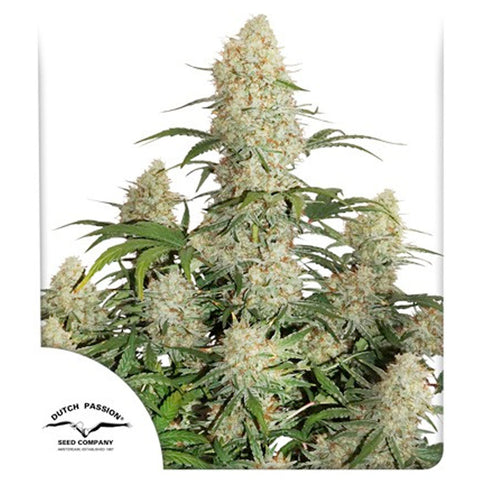 Auto Critical Orange Punch - Feminzed & Autoflowering - Dutch Passion Seeds