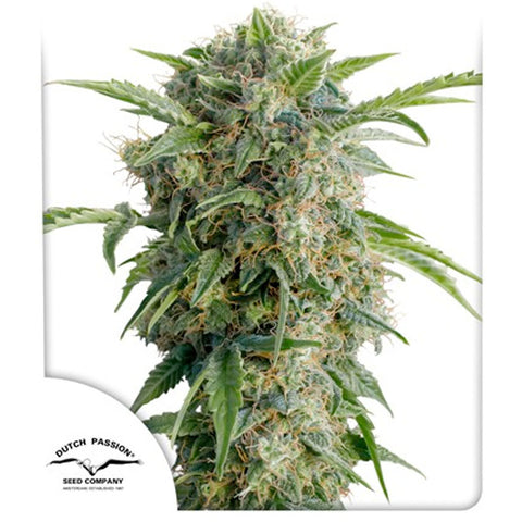 Auto Daiquiri Lime - Feminzed & Autoflowering - Dutch Passion Seeds