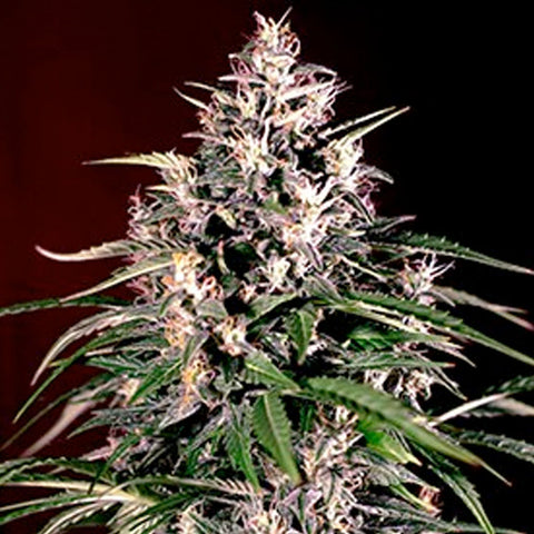 Auto Dosi - Feminized & Autoflowering - G13 Labs Seeds