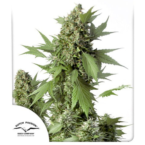 Auto Duck - Feminzed & Autoflowering - Dutch Passion Seeds