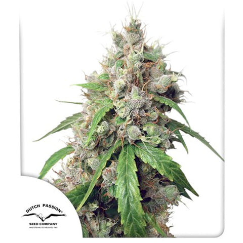 Auto Euforia - Feminzed & Autoflowering - Dutch Passion Seeds