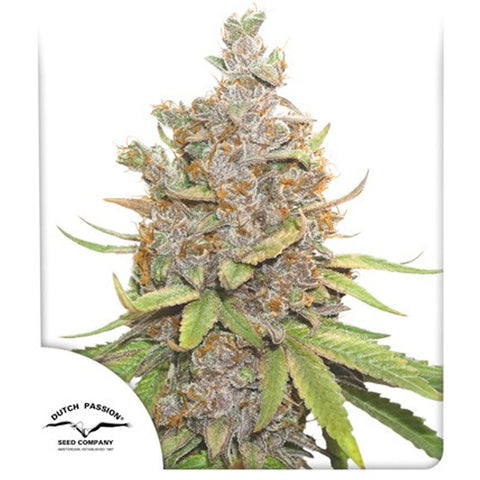 Auto Glueberry O.G. - Feminzed & Autoflowering - Dutch Passion Seeds