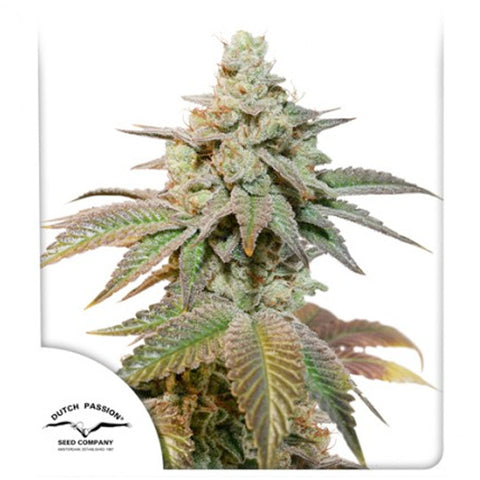 Auto Kerosene Krash - Feminzed & Autoflowering - Dutch Passion Seeds