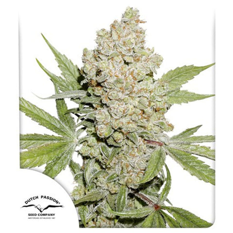 Auto Lemon Kix - Feminzed & Autoflowering - Dutch Passion Seeds