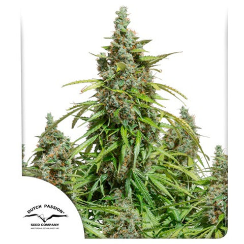Auto Mazar - Feminzed & Autoflowering - Dutch Passion Seeds