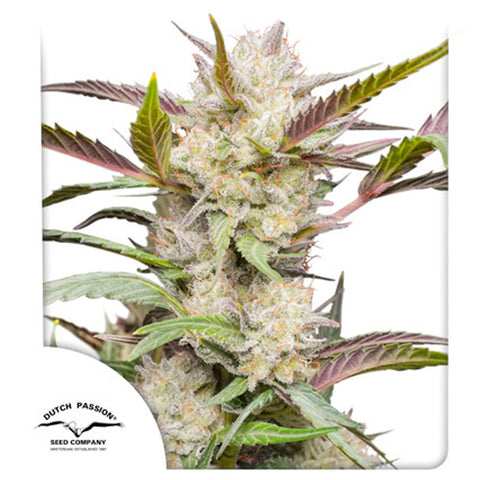 Auto Mimosa Punch - Feminzed & Autoflowering - Dutch Passion Seeds