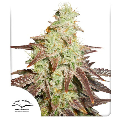 Auto Night Queen - Feminzed & Autoflowering - Dutch Passion Seeds