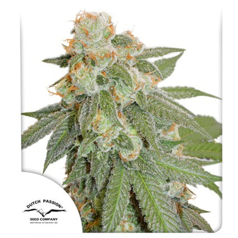 Auto Orange Bud - Feminzed & Autoflowering - Dutch Passion Seeds