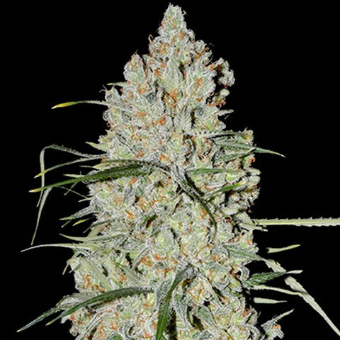 Auto Pineapple Express #2 - Feminized & Autoflowering - G13 Labs Seeds
