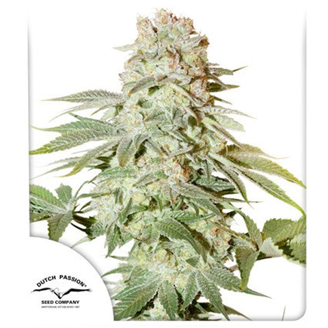 Auto Power Plant - Feminzed & Autoflowering - Dutch Passion Seeds