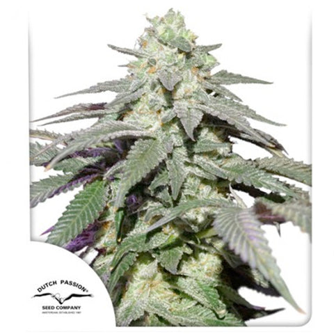 Auto Skywalker Haze - Feminzed & Autoflowering - Dutch Passion Seeds
