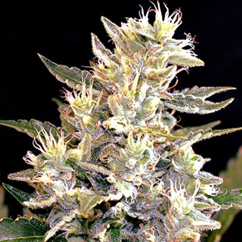 Auto Sunset Vibes - Feminized & Autoflowering - G13 Labs Seeds