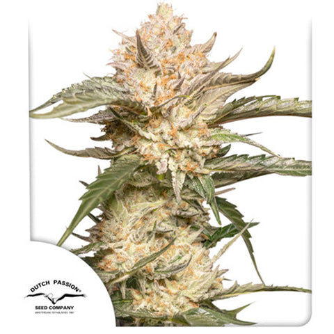 Auto Trichome and Cream - Feminzed & Autoflowering - Dutch Passion Seeds