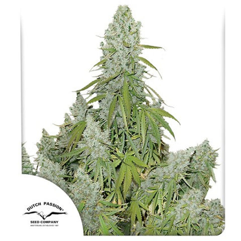 Auto Ultimate - Feminzed & Autoflowering - Dutch Passion Seeds