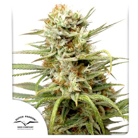 Auto White Widow - Feminzed & Autoflowering - Dutch Passion Seeds